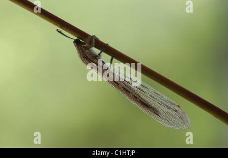 L'ordre d'insectes Neuroptères, ou net-insectes ailés, inclut les chrysopes Banque D'Images
