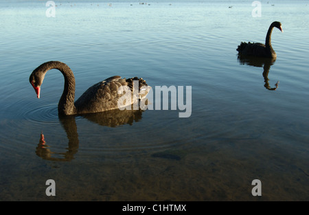 Les cygnes noirs dans un lac, Kings Park, Perth, Australie occidentale Banque D'Images
