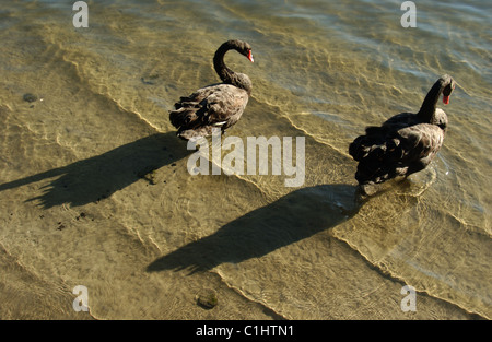 Deux cygnes noirs dans l'eau peu profonde, Kings Park, Perth, Australie occidentale. Banque D'Images