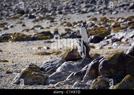 Les manchots de Magellan, isla pinguina, puerto deseado Banque D'Images