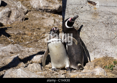 Les manchots de Magellan, isla pinguina, puerto deseado Banque D'Images