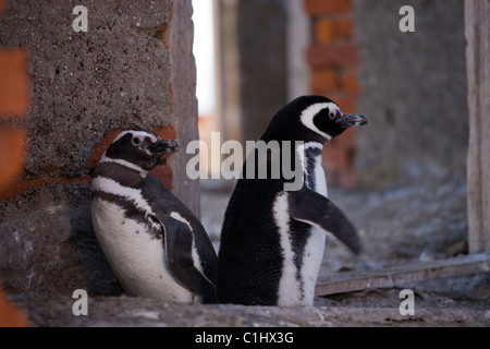 Les manchots de Magellan, isla pinguina, puerto deseado Banque D'Images