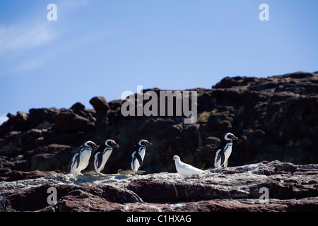 Les manchots de Magellan, Isla Pinguina, Puerto Deseado Banque D'Images