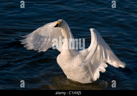 Sunlit clapote cygnes chanteurs contre l'ondulation de l'eau bleu foncé Banque D'Images