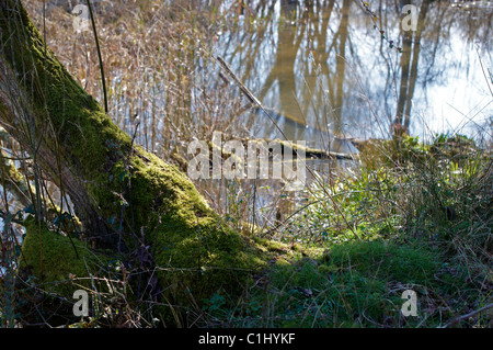 Moss couverts tronc d'un arbre tombé sur le bord d'une zone marécageuse au bord d'un lac dans la région de la New Forest, Hampshire Banque D'Images