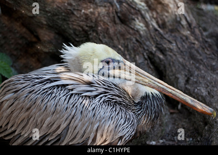 Pélican brun reposant dans le parc national des Everglades, en Floride Banque D'Images