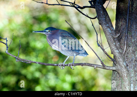 Aigrette tricolore (Egretta tricolor) perché dans l'arbre en Floride Banque D'Images