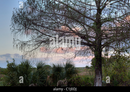 Tôt le matin dans le parc national des Everglades, en Floride Banque D'Images