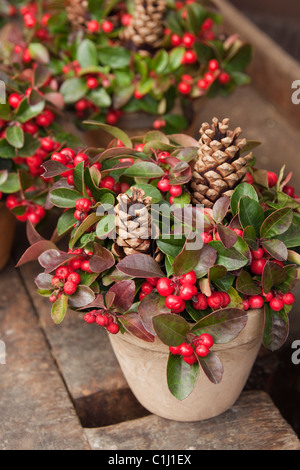 Pots décoratifs avec des pommes de pins et Checcurberry Banque D'Images