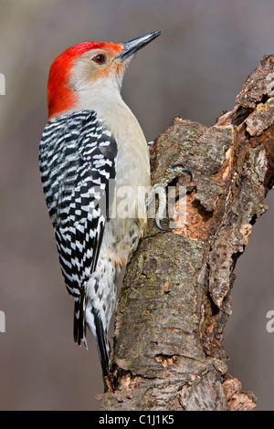 Pic à ventre roux Melanerpes carolinus mâles, l'Est de l'USA Banque D'Images