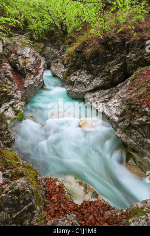 La rivière Soca, Slovénie Banque D'Images