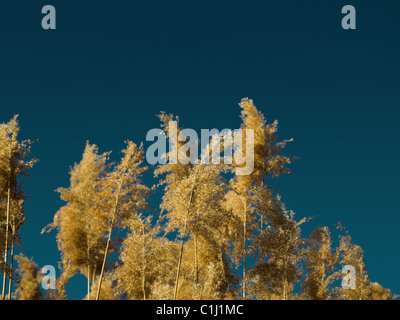 Roseau commun (phragmites australis) contre le ciel Banque D'Images