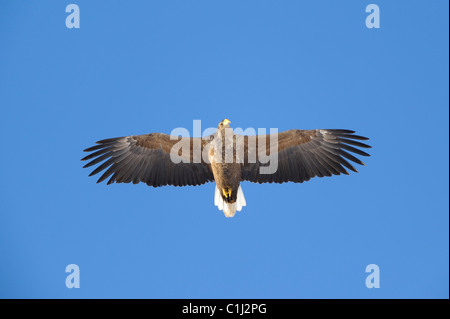 Aigle de Virginie, Kvaloy, Malangen, Troms, Norvège Banque D'Images