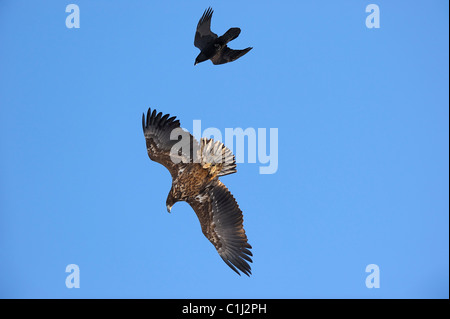 L'aigle et du Corbeau de Virginie, Kvaloy, Malangen, Troms, Norvège Banque D'Images