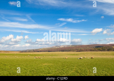 Vue sur un champ vert avec des moutons vers les South Downs dans l'East Sussex Banque D'Images