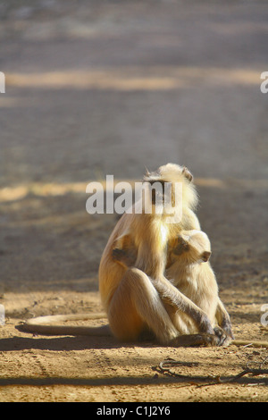 Animaux singe écureuil (Langur Hanuman) assis au milieu de la route, tenant son bébé Pench Parc National le Madhya Pradesh Banque D'Images