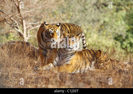 Deux jeunes tigres (Panthera tigris) reniflant chaque autres ils sont frères et sœurs de Ranathambhore Parc national du Rajasthan, Inde Banque D'Images