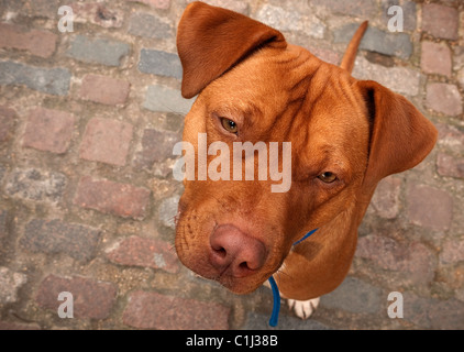 George Le Staffordshire Bull Terrier Douge croix de Bordeaux chien pain Banque D'Images