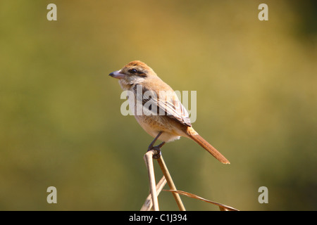 Une Pie-grièche brune (Lanius cristatus) assis sur une branche Kanha National Park, Inde Madhyapradesh Banque D'Images