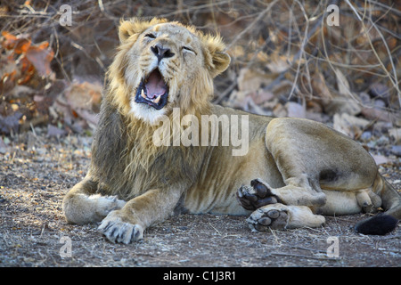 Lion d'Asie (Panthera leo persica) assis et le bâillement dans la forêt du parc national au RIF Gujrat Inde Banque D'Images