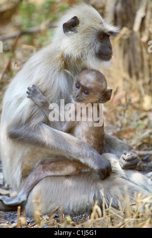 Un Gray Langur (Semnopithecus animaux singe) une jeune mère tenant un à Kanha National Park, Inde Madhyapradesh Banque D'Images