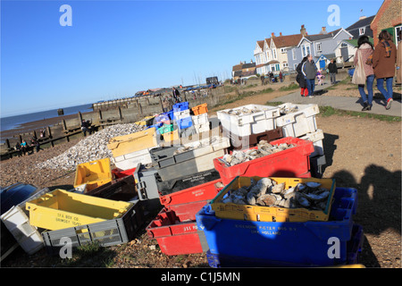 D'huîtres pour recyclage sur la plage à l'extérieur de l'Huître indigène Royal Magasins, Whitstable, Kent, Angleterre, Grande-Bretagne, Royaume-Uni, Europe Banque D'Images