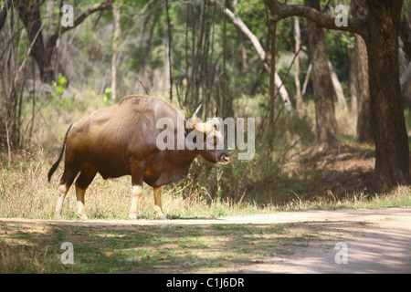 Un Indien Gaur (Bos gaurus) debout sur le côté de la route à Kanha National Park, Inde Madhyapradesh Banque D'Images