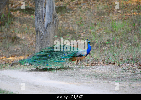 Pavo cristatus (paons indiens) à Kanha National Park, Inde Madhyapradesh Banque D'Images