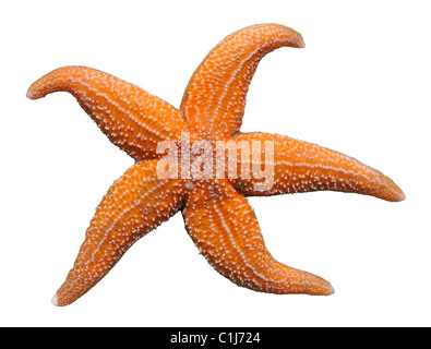 Étoile de mer (Asterias rubens) isolé sur fond blanc Banque D'Images