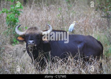 Un Indien Gaur (Bos gaurus) à Kanha National Park, Inde Madhyapradesh Banque D'Images