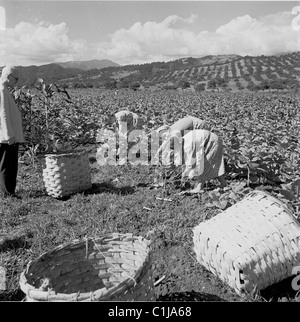 Années 1950, historique, un homme debout regardant trois ouvrières agricoles féminines se pencher alors qu'elles cueillent des feuilles de tabac dans un champ à Gagra, en Géorgie. Banque D'Images