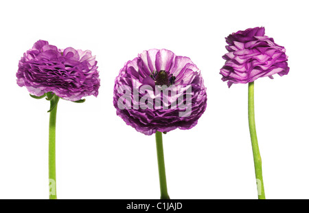 Trois images à pleine résolution de Ranunculus violet sur un fond blanc, pur Banque D'Images