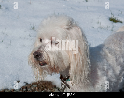 Un petit chien blanc de la race Coton de Tuléar est à l'extérieur en hiver contre le blanc de la neige, à la recherche dans la distance. Banque D'Images
