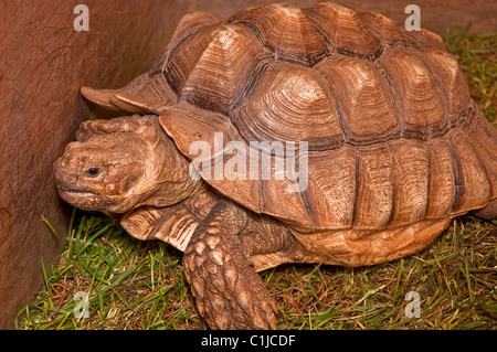 Cette image est une très grande tortue à l'intérieur d'une boîte, assis sur l'herbe. Sa coque reptile est grande et très texturées. Banque D'Images