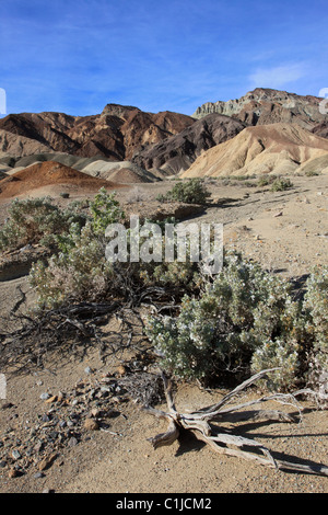 États-unis, Californie, Death Valley, Parc National, vingt Mule Canyon, l'équipe Banque D'Images