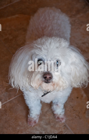 Ce vertical image a un chien de compagnie, une petite race appelé un Coton de Tuléar dans une couleur blanche, à la verticale. Banque D'Images