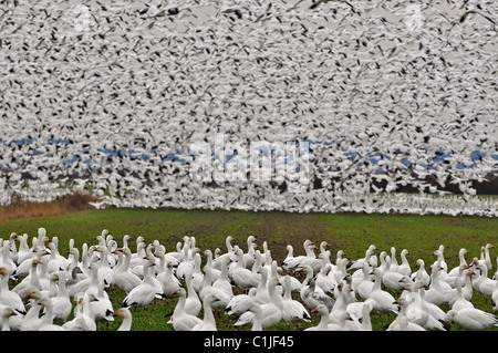 C'est un troupeau d'oies blanches sauvages sur l'île de sapin dans Skagit County, Washington a connu la migration de place. Littéralement des milliers. Banque D'Images