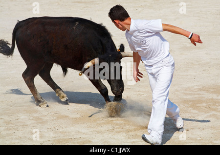 France, Bouches du Rhone, Provence, Arles, jeux taurins, dans le domaine Paul Ricard à Mejanes, chase dans la rosette Banque D'Images