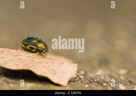 Chrysolina fastuosa Banque D'Images