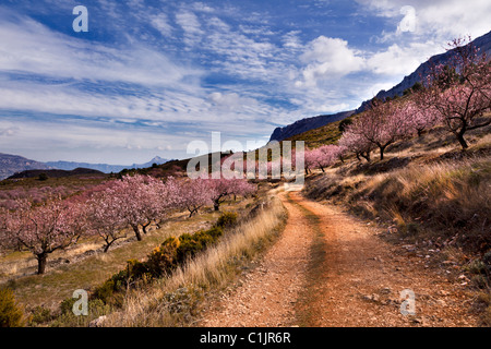 Chemin sinueux à travers la floraison des amandiers, dans les montagnes de la Sierra Aitana, Costa Blanca, Alicante, Valencia, Espagne Banque D'Images