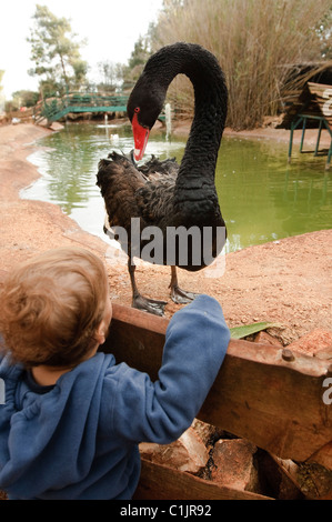 Tout-petit avec un cygne noir à un coin pour enfants dans un zoo pour les enfants Banque D'Images