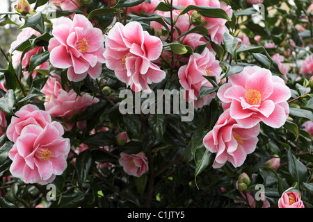 Camellia japonica rose yours truly, vue ici en pleine floraison à Markham square, Chelsea.