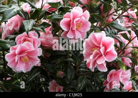 De belles fleurs de printemps sous la forme de camellia japonica yours truly, situé dans un quartier calme jardin off of the Kings Road,Chelsea. Banque D'Images