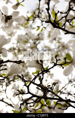 Des fleurs pétales blanc Magnolia stellata au printemps à Chelsea, Londres. Banque D'Images