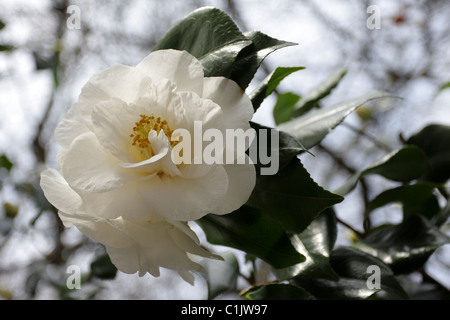 Pétales délicats de la white Camellia japonica ( alba simplex ) flower,vue en marchant à Fulham Road, Chelsea. Banque D'Images