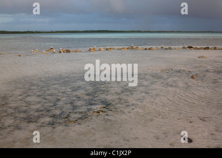 Sterne royale (Thalasseus maximus maximus), sous-espèce américaine, plusieurs individus en plumage d'hiver assis sur coral Banque D'Images