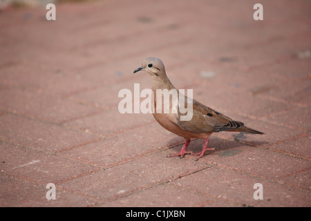 Zenaida auriculata Eared Dove (vinaceorufa) Banque D'Images