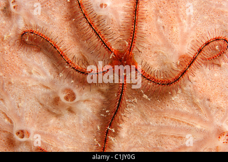 Fragile éponge Star (Ophiothrix suensonii) sur la mousse. Banque D'Images