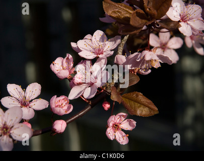 Arbre généalogique rose Blossom Banque D'Images