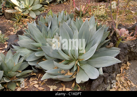 Agave celsii (Agave mitis) à l'UNAM's Botanical garden Banque D'Images